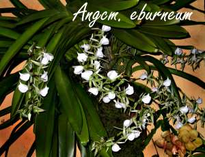 Angcm. eburneum 14\" plant (width)